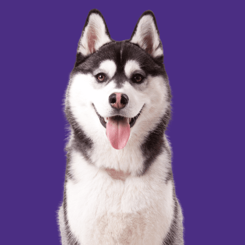 UW Huskey Masket